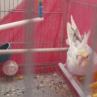 جوجه عروس هلندی|پرنده|خمینیشهر, |دیوار