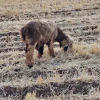 بره و کهره نر و ماده میش بز قوچ چپش
