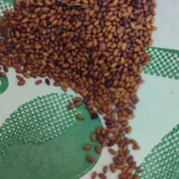 بذر گواهی شده کاملینا