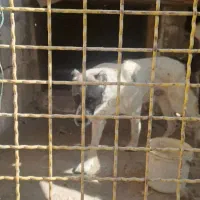 سگ نگهبان|سگ|چهارباغ, |دیوار