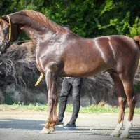 خرید اسب ماهی ۵میلیون اقساطی|اسب و تجهیزات اسبسواری|حبیب آباد, |دیوار