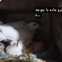 کبوتر تهرانی«طوقی» پلاکی رنگی پشتار|پرنده|هشتگرد, |دیوار