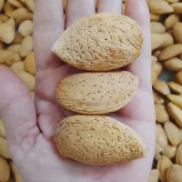 بادام نمونه