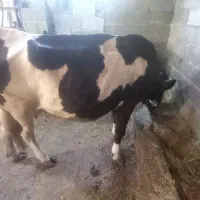 ۴ راس گاو و گوساله