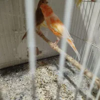 قناری ماده|پرنده|رفسنجان, |دیوار