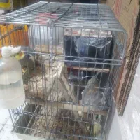 فروش دو عدد عروس هلندی