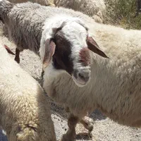 قوچ شیره دارداشتی|حیوانات مزرعه|کرمانشاه, |دیوار