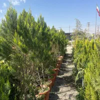 کاشت و عرضه کاج لاوسون ارتفاع ۱۸۰ ۶۰۰|خدمات باغبانی و درختکاری|تهران, شهرک دانشگاه|دیوار