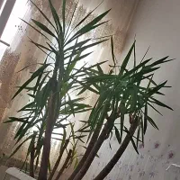 ارایش دائم