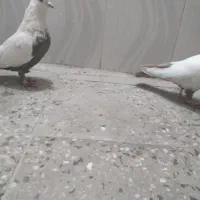 نر وماده دمی قهوه ای