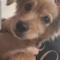 سگ نژاد دار