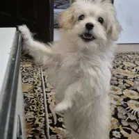 سگ نژاد مالتیپو