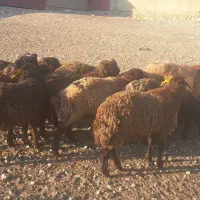 بره قوچ همو افشار|حیوانات مزرعه|سیسخت, |دیوار