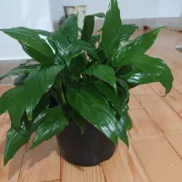 انواع گل|گل و گیاه طبیعی|تالش, هشتپر|دیوار