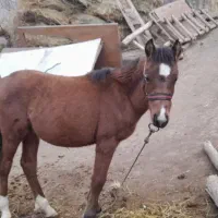 اسب|اسب و تجهیزات اسبسواری|خلخال, |دیوار