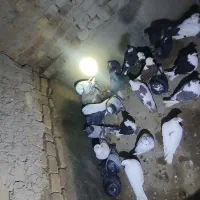 کبوتر|پرنده|جوین, |دیوار