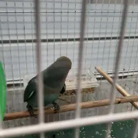 طوطی کوتوله|پرنده|نیشابور, شریعتی|دیوار