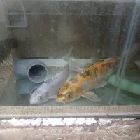 ماهی کوی بزرگ