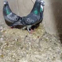 پلاکی گرفته|حیوانات|ایوان, |دیوار