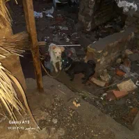 سگ پاکوتاه گیرنده جفت نر ماده معاوضه هم میکنم|سگ|بم, |دیوار