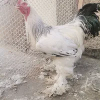 خروس برهما لایت اصیل