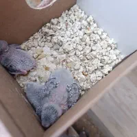 دو جفت جوجه انگلیسی گرید بالا آماده دستی شدن|پرنده|خواف, |دیوار