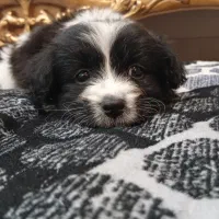 سگ نژاد  شیپو