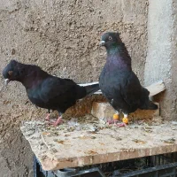 اشعل سیاه