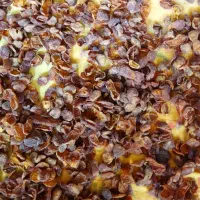 زرد الوی خشک و آلوچه خشک|خوردنی و آشامیدنی|تبریز, |دیوار