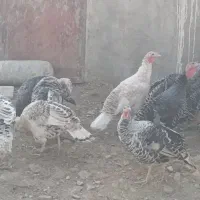 بوقلمون محلی|حیوانات مزرعه|بروجرد, |دیوار