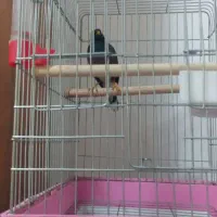 یک مرغ مینا زیبا دوقفس بالانه چوبی|پرنده|پردیس, فاز ۲|دیوار