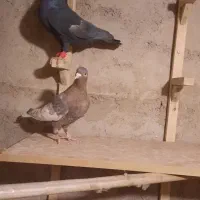 نر و ماده سرک سیاه و تافته ای|پرنده|شیراز, رکنآباد|دیوار