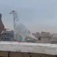 سلام چرنده ازم رفته