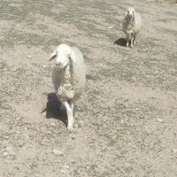 جفت میش‌|حیوانات مزرعه|سده (خراسان جنوبی), |دیوار