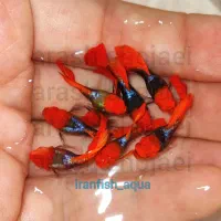 گوپی کوی بالن شورت بادی grade A