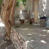 مرغ تخم گذار جاده چالوس