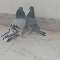 کیوتر دمگیر|پرنده|شاهین‌شهر, گزبرخوار|دیوار