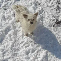 پاکوتاه سفید رنگ شیتزو