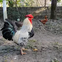 خروس فروشی|حیوانات مزرعه|گوراب زرمیخ, |دیوار