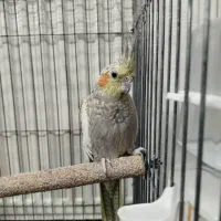 عروس هلندی|پرنده|یزد, |دیوار