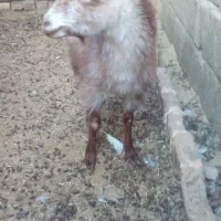 سه تا گوسفند