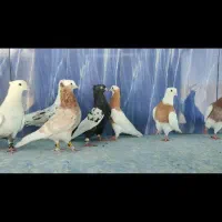 کفتر رنگی جهرم|پرنده|شیراز, ترمینال باربری|دیوار