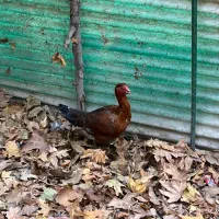 مرغ لاری|حیوانات مزرعه|آسارا, |دیوار