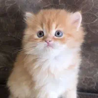 گربه پرشین نر و ماده