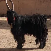 بزغاله دوبر