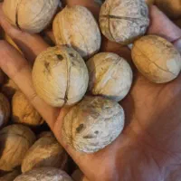 گردو بلغاری 54 درصد مغز