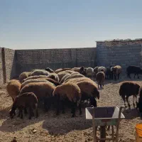 دامداری مخصوص گوسفند ۵۰۰متری|اجارهٔ دفتر صنعتی، کشاورزی، تجاری|اصفهان, قهجاورستان|دیوار