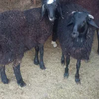 بره|حیوانات مزرعه|پیشوا, |دیوار