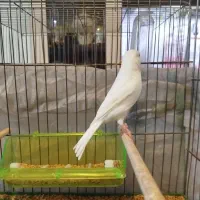 فروش قناری نر|پرنده|فردیس, شهرک شهید حسینی|دیوار