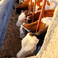 با چندین سال تجربه کاری وجیرهغذایی گوساله پروار|حیوانات مزرعه|یاسوج, |دیوار